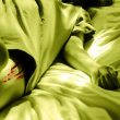mutilazioni genitali femminili 8 marzo