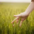 biodiversità alimentare tutela legge