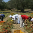 sfruttamento donne romene campi sicilia
