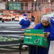 cile avocado sfruttamento