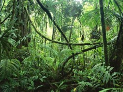 Immagine di una selva, fonte google.it